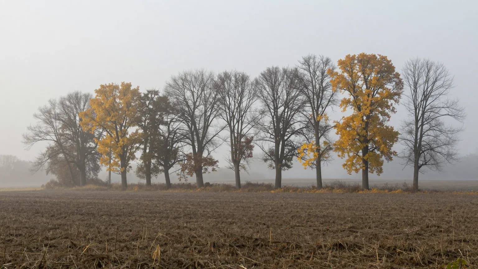 Rząd jesiennych drzew we mgle na skraju pustego pola